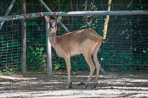 Weißnackemmoorantilipe